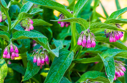 🌿Herbal Comfrey Pain Relief Patch